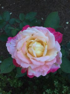 Rose at the Franciscan Monastery of the Holy Land in Washington, D.C.
